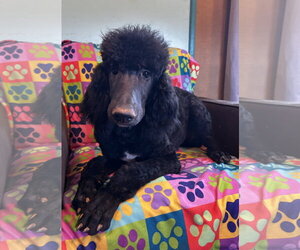 Poodle (Standard)-Unknown Mix Dogs for adoption in Pacolet, SC, USA