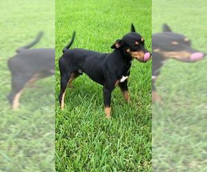 Doberman Pinscher Dogs for adoption in Weston, FL, USA