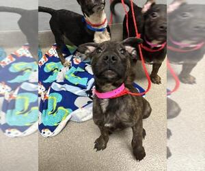 American Pit Bull Terrier-Unknown Mix Dogs for adoption in Las Vegas, NV, USA