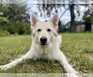 - Mix Dogs for adoption in Hoffman Estates, IL, USA