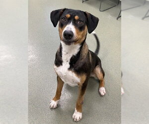 Greater Swiss Mountain Dog-Treeing Walker Coonhound Mix Dogs for adoption in Lee's Summit, MO, USA