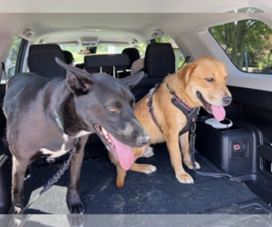 Mutt Dogs for adoption in Unionville, PA, USA