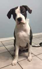 American Bulldog Dogs for adoption in Wenonah, NJ, USA
