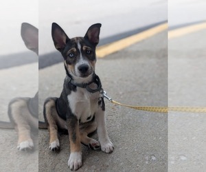 - Mix Dogs for adoption in Holly Springs, NC, USA