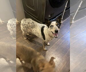 Huskies -Unknown Mix Dogs for adoption in Chatham, VA, USA