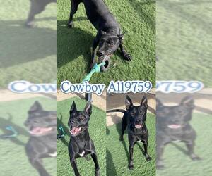 Shepradors Dogs for adoption in HESPERIA, CA, USA