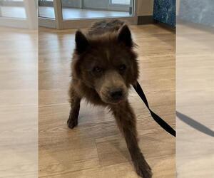Chow Chow Dogs for adoption in Pearland, TX, USA