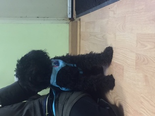 Poodle (Toy)-Unknown Mix Dogs for adoption in Rochester, NY, USA