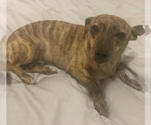 Chiweenie Dogs for adoption in Chandler, AZ, USA