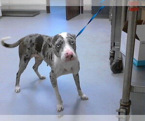 Mutt Dogs for adoption in Fayetteville, NC, USA