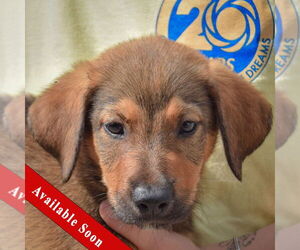 Border-Aussie Dogs for adoption in Huntley, IL, USA