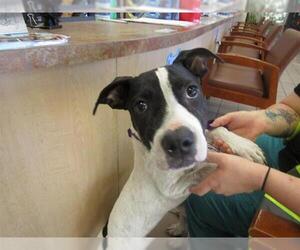 American Staffordshire Terrier-Unknown Mix Dogs for adoption in Ocala, FL, USA