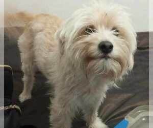 Poodle (Miniature)-Unknown Mix Dogs for adoption in San Diego, CA, USA