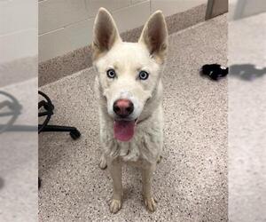 Siberian Husky Dogs for adoption in Brighton, CO, USA