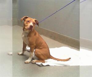 American Pit Bull Terrier-Unknown Mix Dogs for adoption in Las Vegas, NV, USA