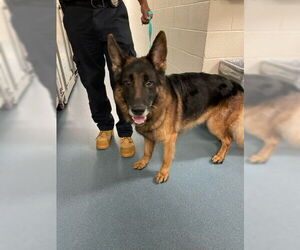 German Shepherd Dog Dogs for adoption in West Palm Beach, FL, USA