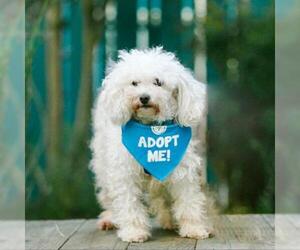 Poodle (Toy) Dogs for adoption in Pacific Grove, CA, USA