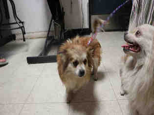 Pomeranian Dogs for adoption in Redlands, CA, USA