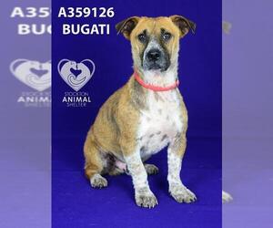 Mutt Dogs for adoption in Stockton, CA, USA