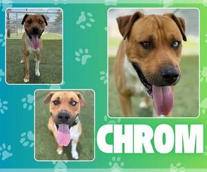 Mutt Dogs for adoption in Pearland, TX, USA