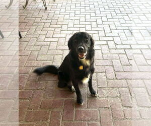 Mutt Dogs for adoption in San Diego, CA, USA