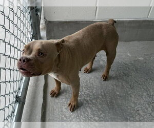 American Pit Bull Terrier Dogs for adoption in Ocala, FL, USA