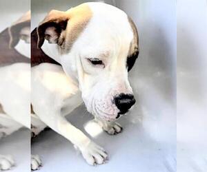 American Bulldog Dogs for adoption in Houston, TX, USA