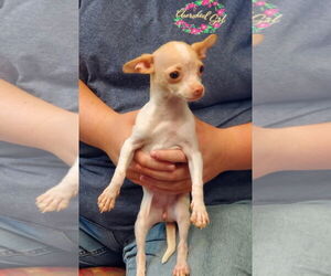 Chihuahua Dogs for adoption in Amarillo, TX, USA