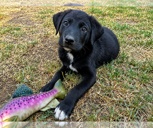Labrador Retriever-Unknown Mix Dogs for adoption in Clovis, CA, USA
