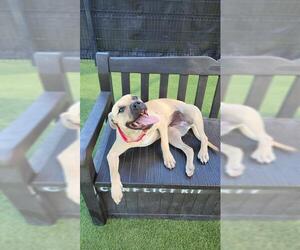 American Pit Bull Terrier Dogs for adoption in Orange, CA, USA