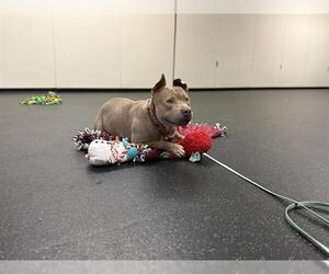 American Pit Bull Terrier Dogs for adoption in Pasadena, CA, USA