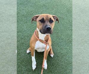 American Pit Bull Terrier Dogs for adoption in Fayetteville, NC, USA