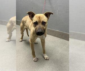 German Shepherd Dog-Unknown Mix Dogs for adoption in Las Vegas, NV, USA