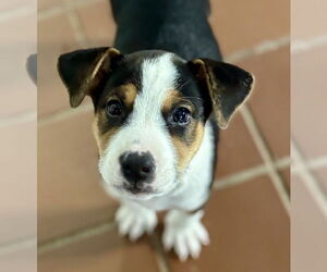 Labrador Retriever-Unknown Mix Dogs for adoption in Jefferson, NJ, USA