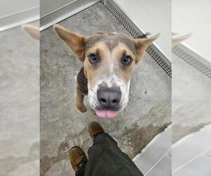 Pembroke Welsh Corgi-Unknown Mix Dogs for adoption in Temple, TX, USA