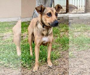 Mutt Dogs for adoption in San Diego, CA, USA