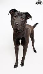 Medium Photo #1 Labrador Retriever-Unknown Mix Puppy For Sale in Jefferson, LA, USA