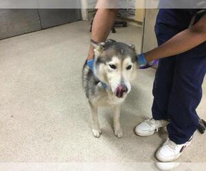 Siberian Husky Dogs for adoption in Riverside, CA, USA