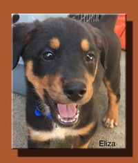 Sheprador Dogs for adoption in Wakefield, RI, USA