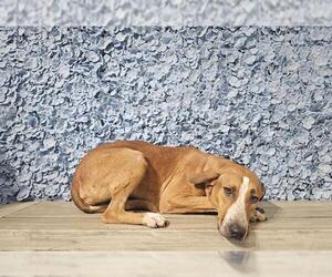 American Pit Bull Terrier Dogs for adoption in Bakersfield, CA, USA