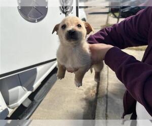 Chihuahua-Unknown Mix Dogs for adoption in Houston, TX, USA