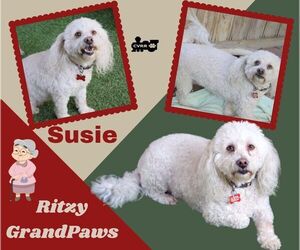 Poodle (Miniature) Dogs for adoption in Lindsay, CA, USA