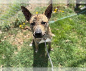 American Pit Bull Terrier-Unknown Mix Dogs for adoption in Tulsa, OK, USA