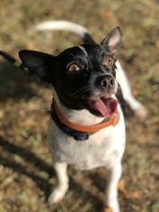 Rat-Cha Dogs for adoption in Social Circle, GA, USA