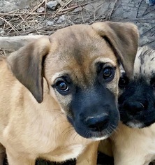 Small Shepradors