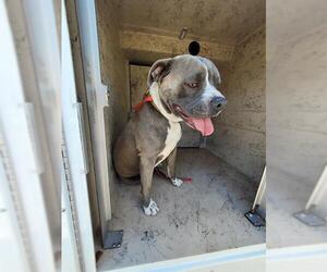 American Staffordshire Terrier-Unknown Mix Dogs for adoption in St. Cloud, FL, USA