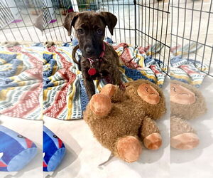 Labrador Retriever-Unknown Mix Dogs for adoption in Royal Palm Beach, FL, USA