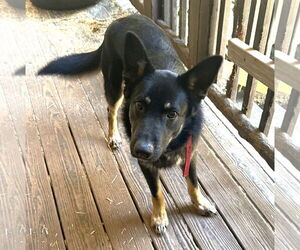 Australian Kelpie-German Shepherd Dog Mix Dogs for adoption in McDonough, GA, USA