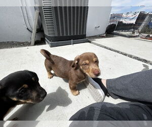 Dachshund-Unknown Mix Dogs for adoption in Newport Beach, CA, USA