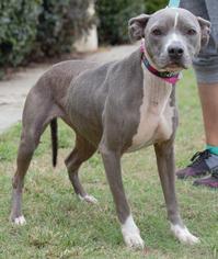 American Bulldog-Unknown Mix Dogs for adoption in Columbus, GA, USA